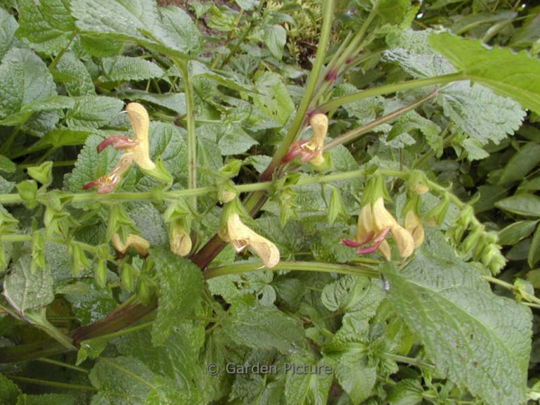 Salvia 'Amber'