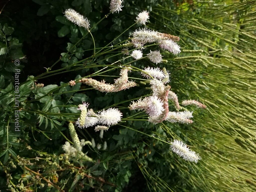 Sanguisorba 'White Brushes'