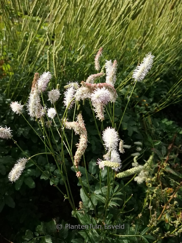 Sanguisorba 'White Brushes'