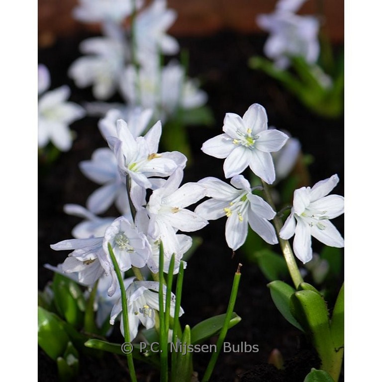 Scilla mischtschenkoana 'Tubergeniana'