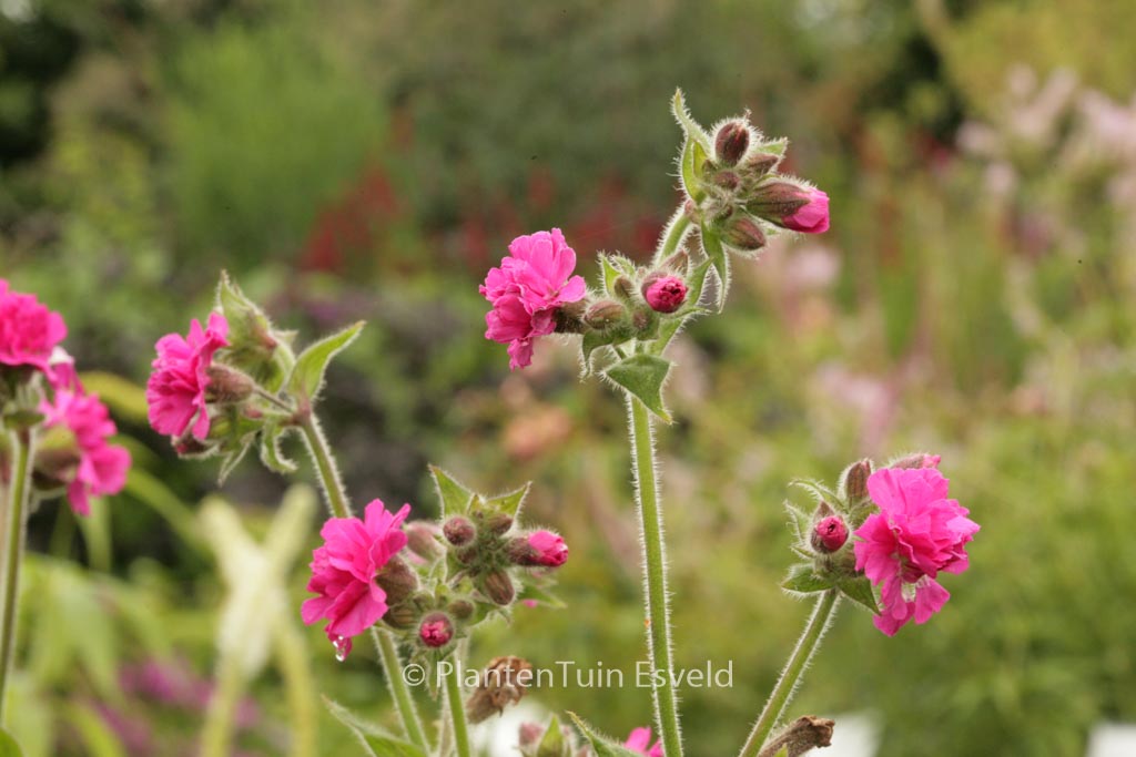 Silene 'Firefly'