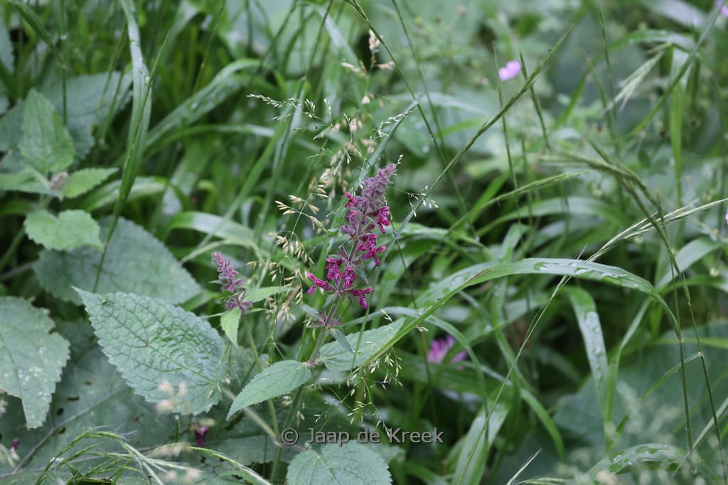 Stachys sylvatica