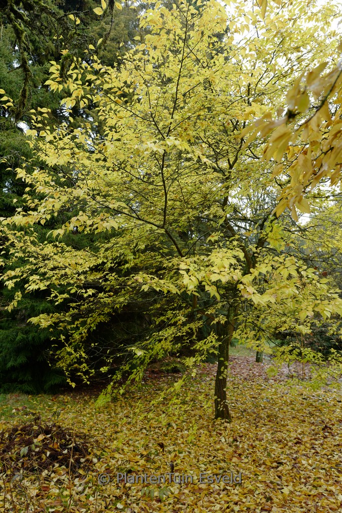 Styrax japonicus - Afbeelding 3