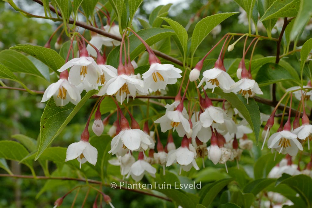 Styrax japonicus 'Wendy'