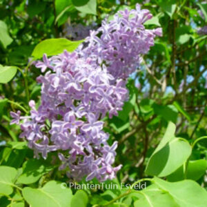 Syringa vulgaris