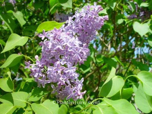 Syringa vulgaris
