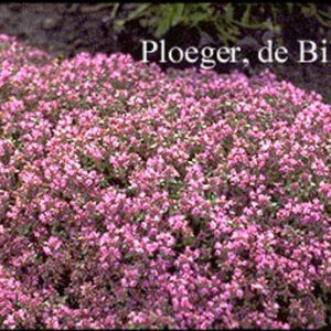 Thymus praecox 'Hall's Variety'