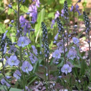Veronica gentianoides 'Pallida'