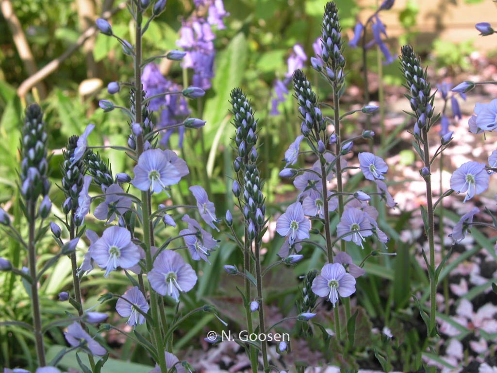 Veronica gentianoides 'Pallida'
