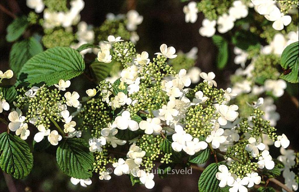 Viburnum plicatum 'Igloo'
