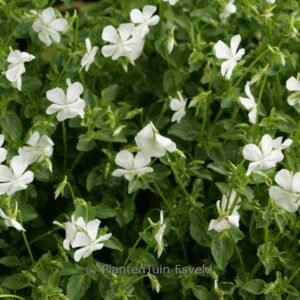 Viola cornuta 'Wisley White'