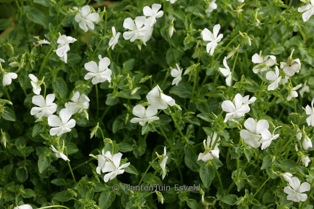 Viola cornuta 'Wisley White'