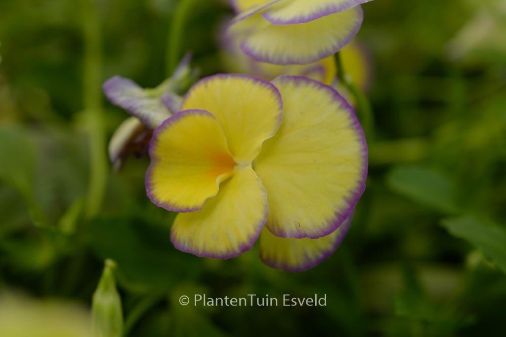 Viola 'Etain'