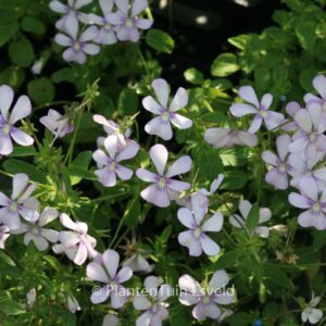 Viola 'Victoria's Blush'
