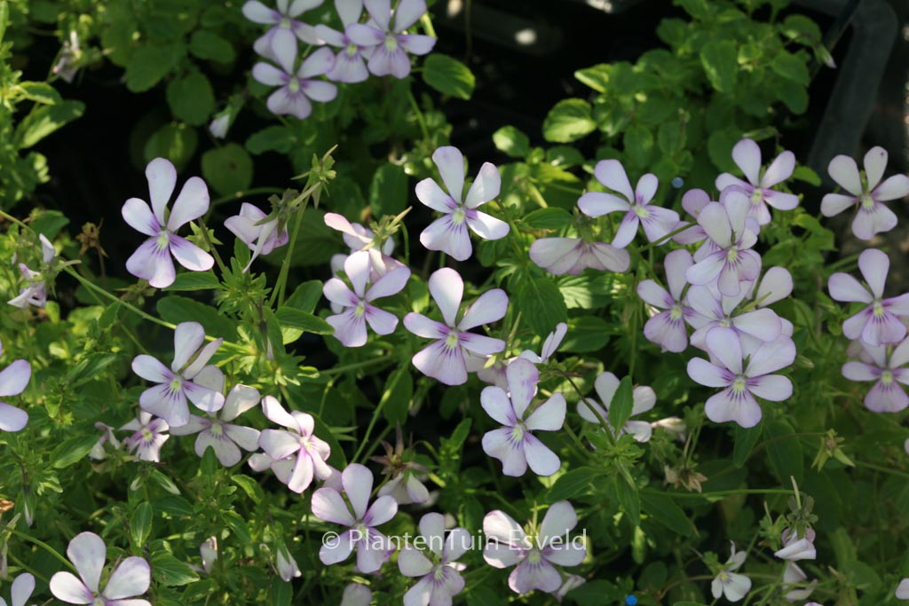 Viola 'Victoria's Blush'