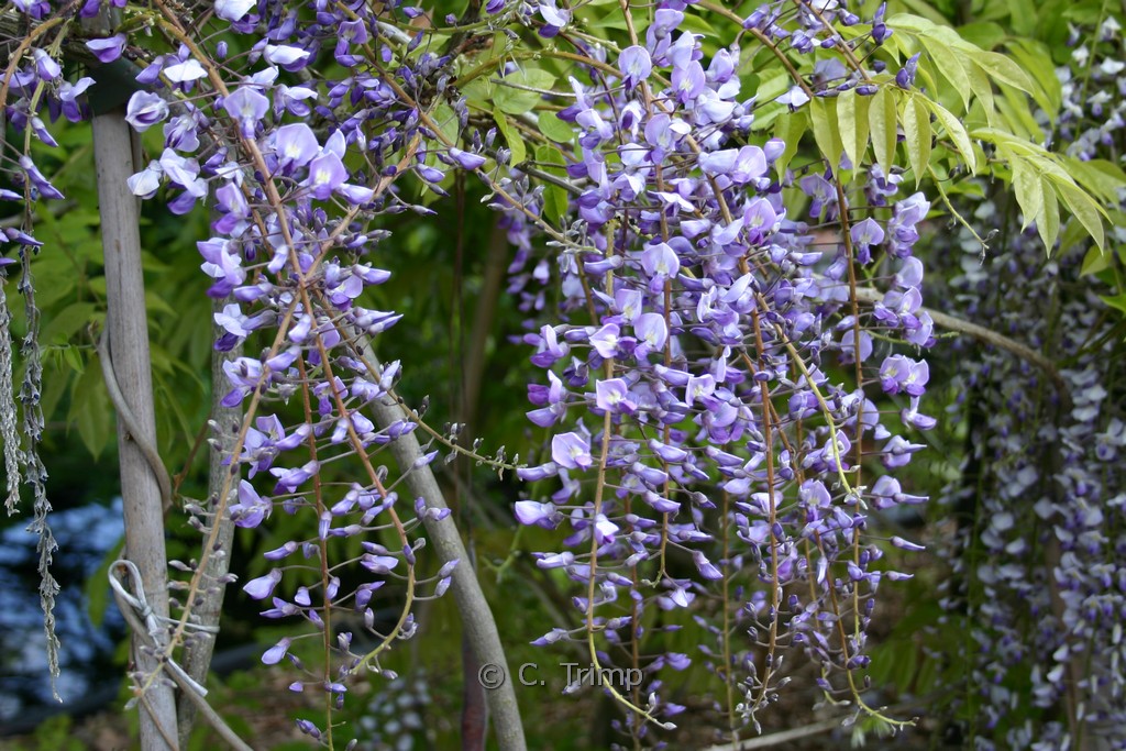 Wisteria floribunda 'Royal Purple'