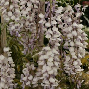 Wisteria floribunda 'Texas Purple'