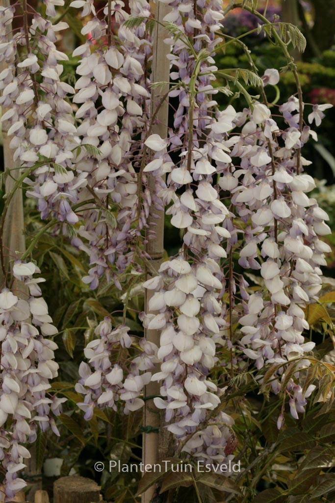 Wisteria floribunda 'Texas Purple'