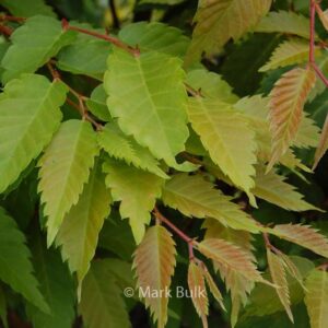 Zelkova serrata 'Ogon' (BRIGHT PARK)