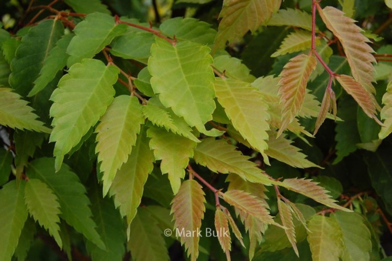 Zelkova serrata 'Ogon' (BRIGHT PARK)