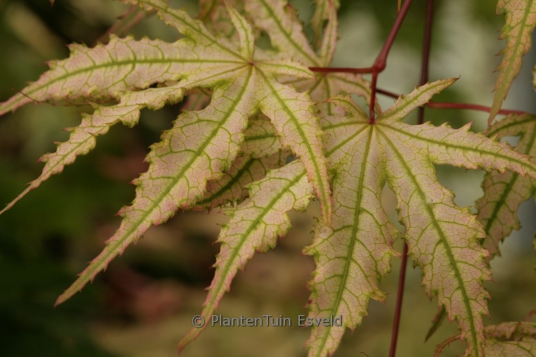 Acer palmatum 'Alexandre II'