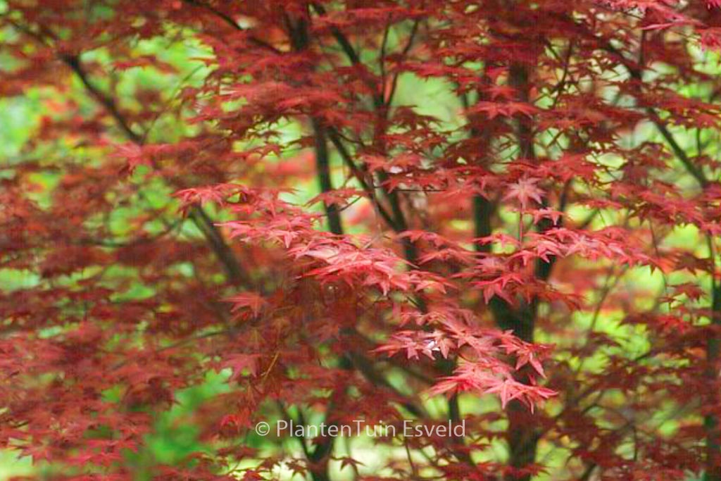 Acer palmatum 'Chishio' - Afbeelding 2