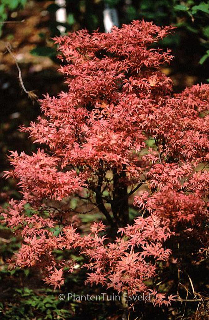 Acer palmatum 'Chishio' - Afbeelding 3