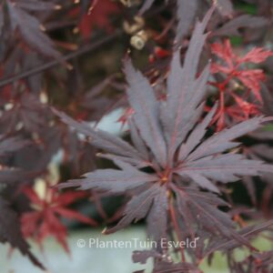 Acer palmatum 'Peve Stanley'