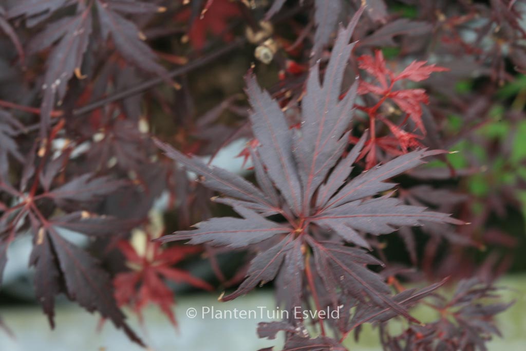 Acer palmatum 'Peve Stanley'