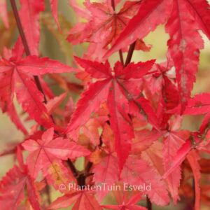Acer palmatum 'Red Wine'