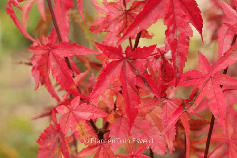 Acer palmatum 'Red Wine'