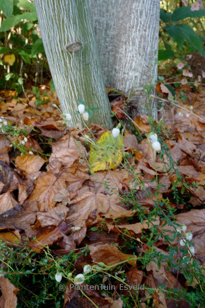 Acer tegmentosum - Afbeelding 2