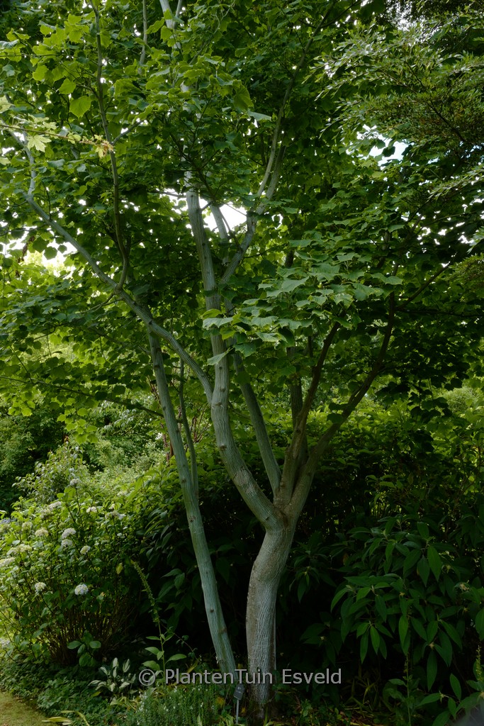 Acer tegmentosum - Afbeelding 3