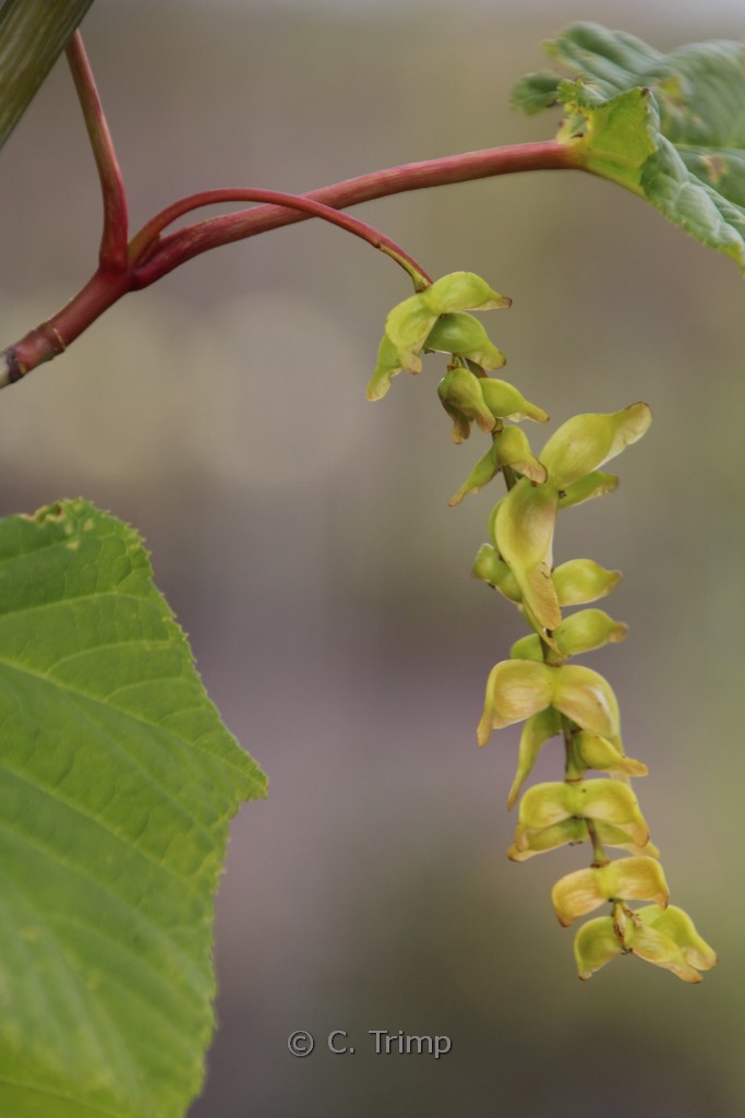 Acer tegmentosum - Afbeelding 4