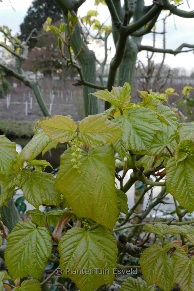 Acer tegmentosum - Afbeelding 5