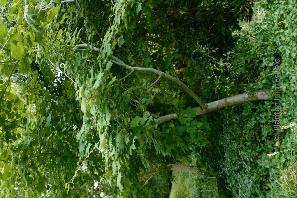 Acer tegmentosum - Afbeelding 7