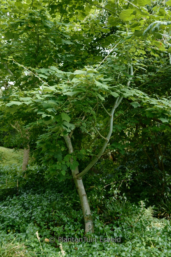 Acer tegmentosum - Afbeelding 7