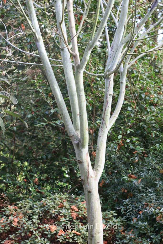 Acer tegmentosum - Afbeelding 8