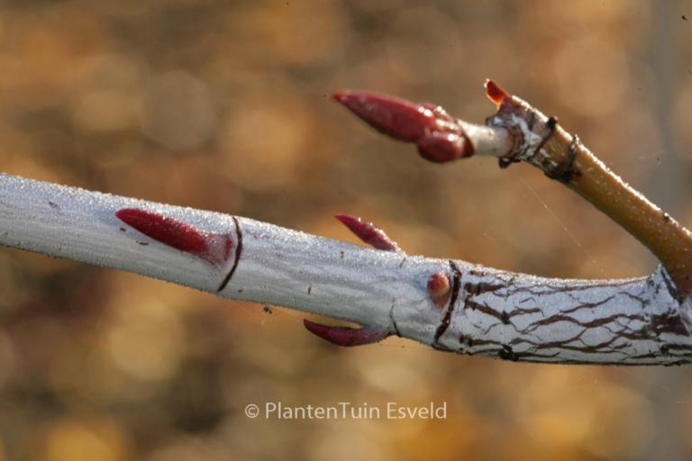 Acer tegmentosum