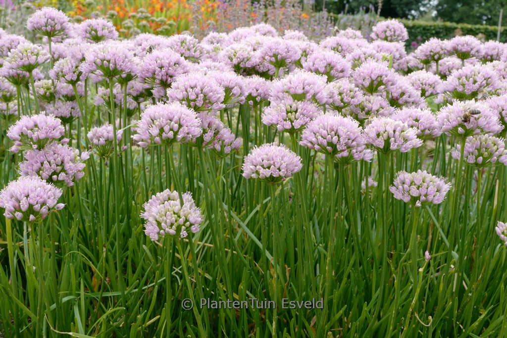 Allium senescens 'Lisa Green'