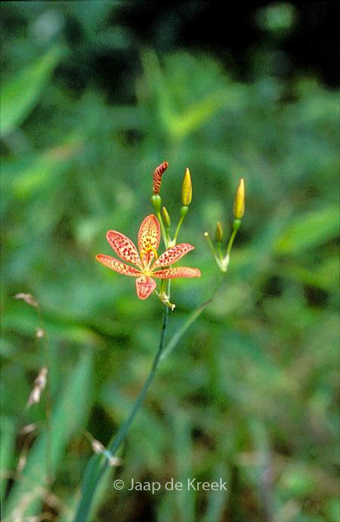 Belamcanda chinensis