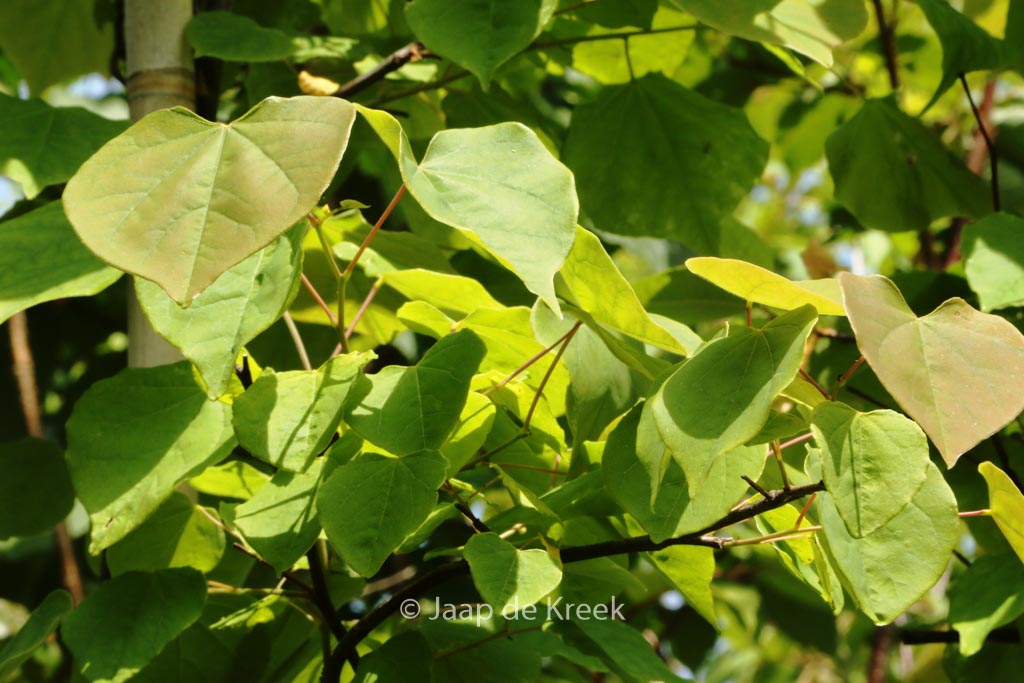 Cercis canadensis 'Cascading Hearts'