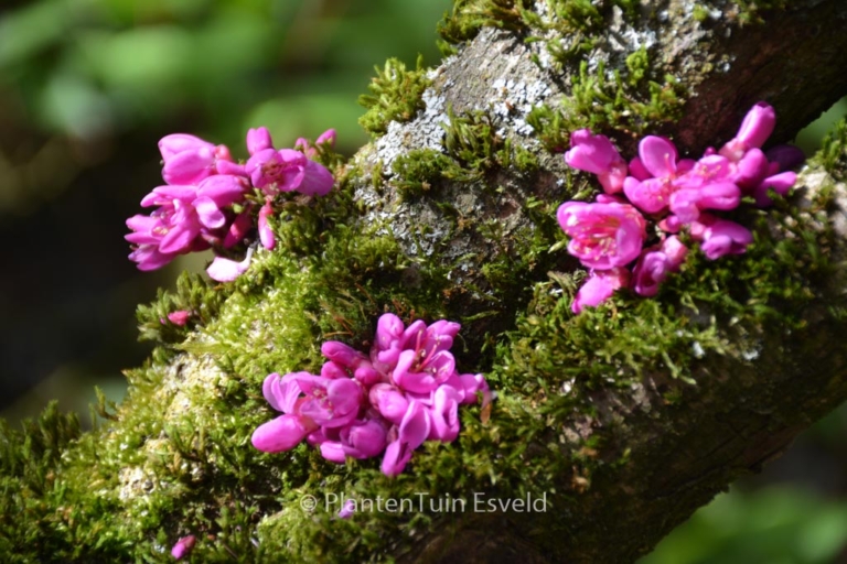 Cercis chinensis