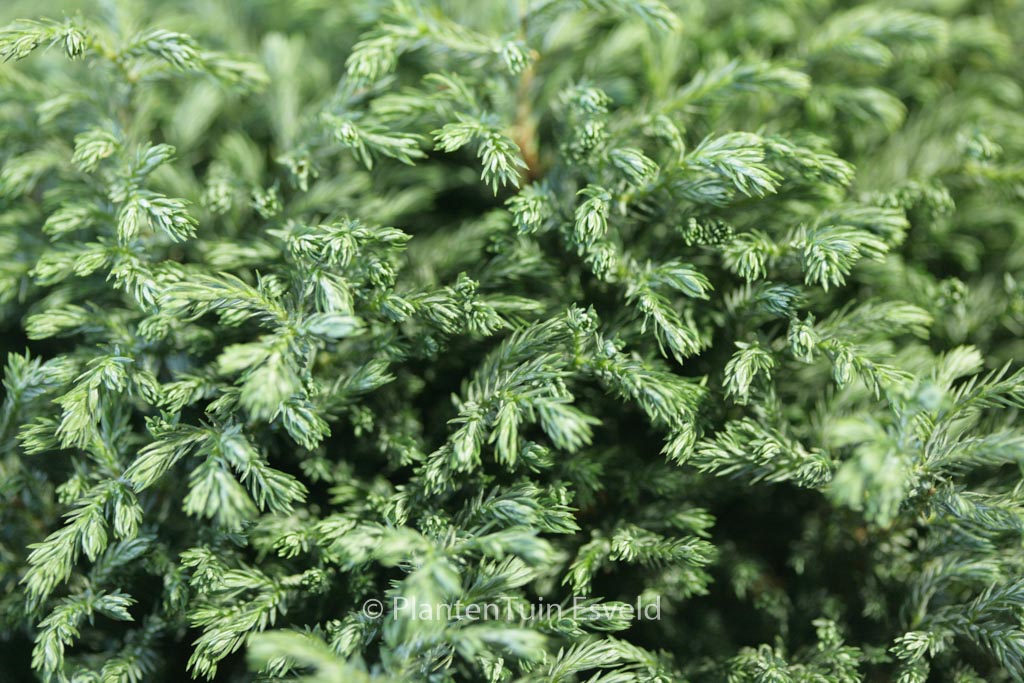 Chamaecyparis pisifera 'Blue Moon'