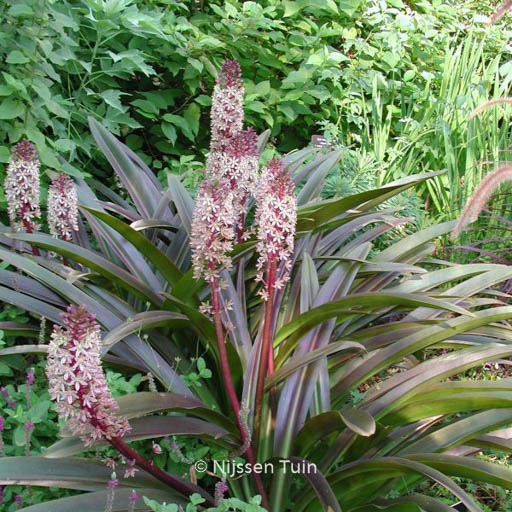 Eucomis comosa 'Sparkling Burgundy'