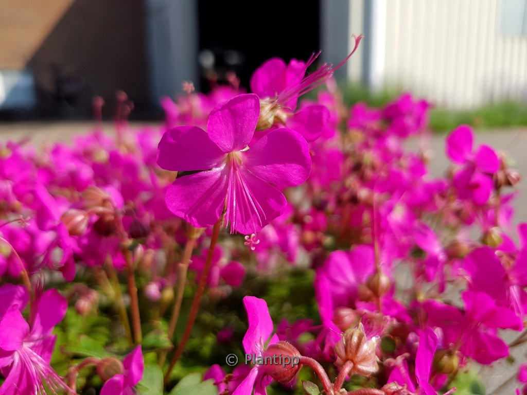 Geranium cantabrigiense 'Intense'