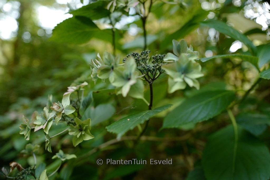 Hydrangea macrophylla 'Shamrock' - Afbeelding 2