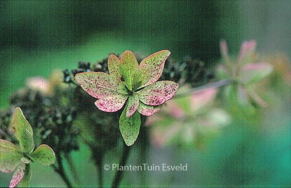Hydrangea macrophylla 'Shamrock' - Afbeelding 3