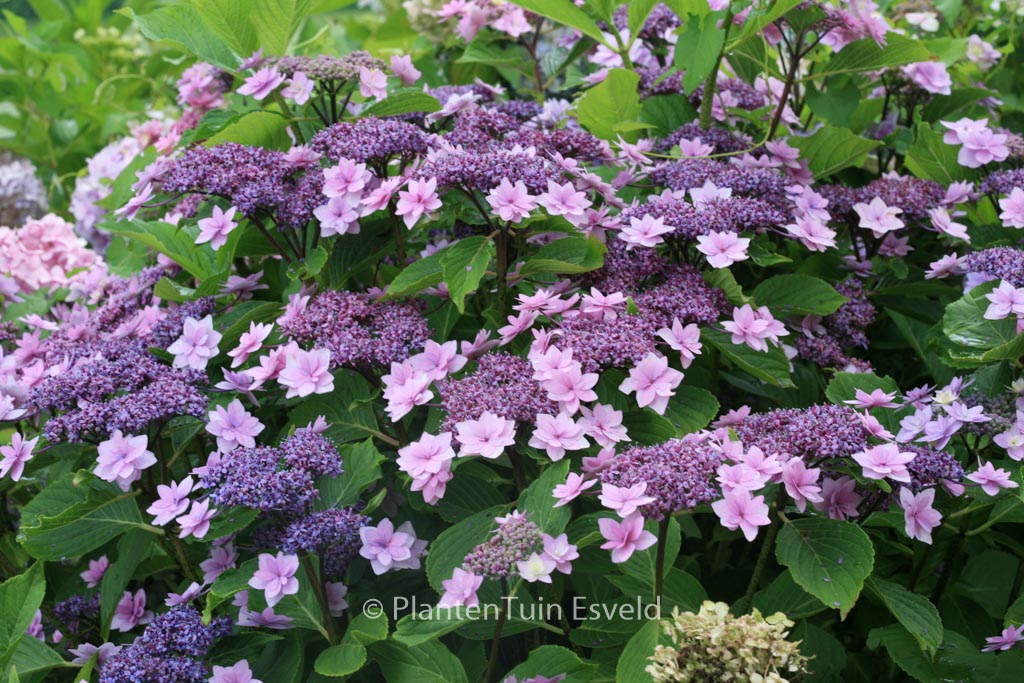 Hydrangea macrophylla 'Shamrock' - Afbeelding 4