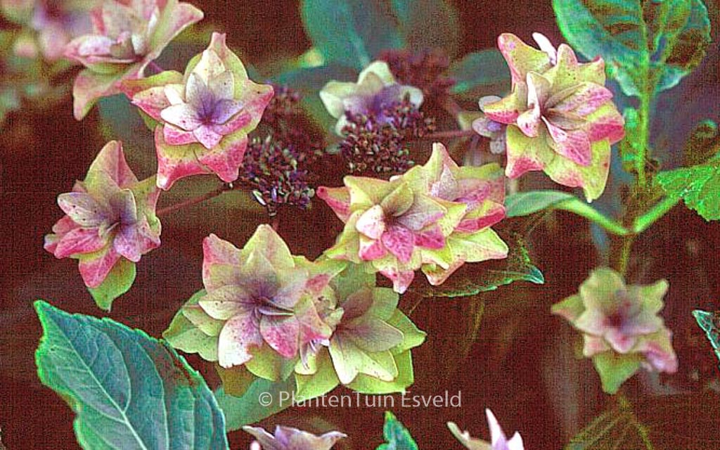 Hydrangea macrophylla 'Shamrock' - Afbeelding 5